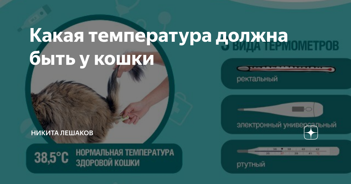 Какая нормальная температура у кошек