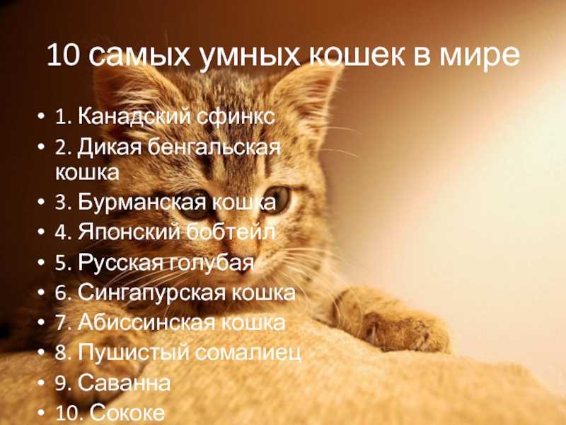 Самые умные породы кошек