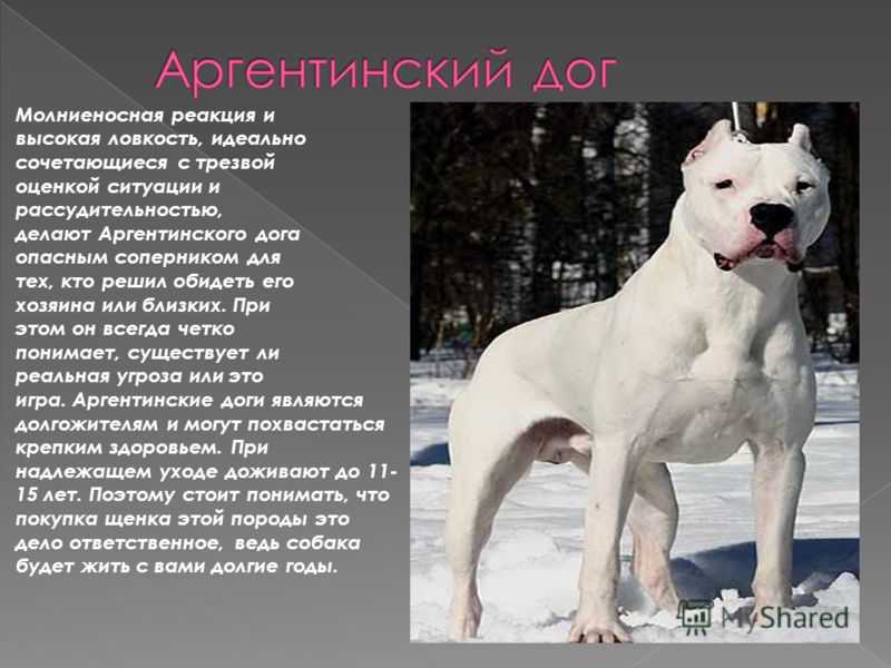 Аргентинский дог - все о породе: описание, стандарт fci, история, фото