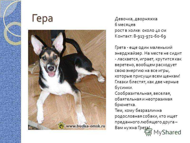 Сколько живут собаки дворняжки: бездомные, уличные, домашние псы