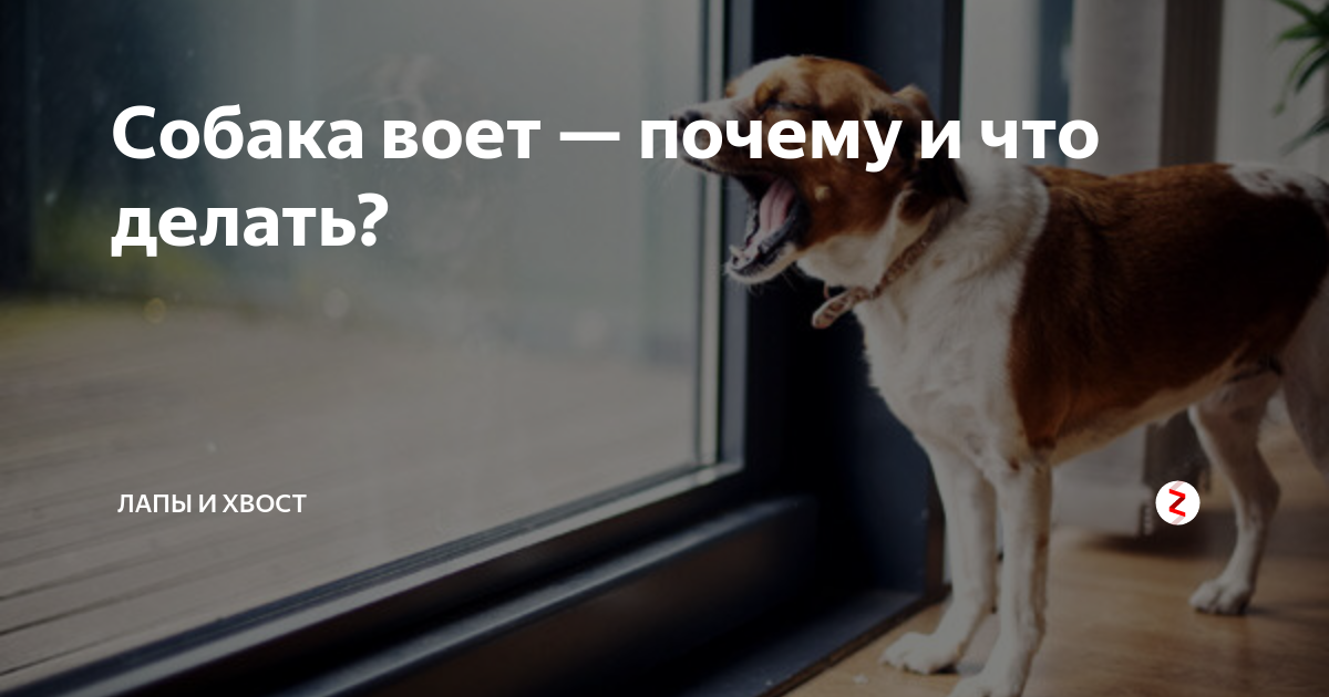 Почему собака воет дома днем и по ночам, каковы причины и что делать, чтобы отучить