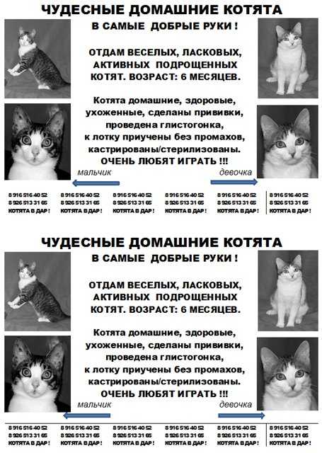 Как определить возраст кошки (+ таблица сравнения возраста кошки и человека) | звери дома