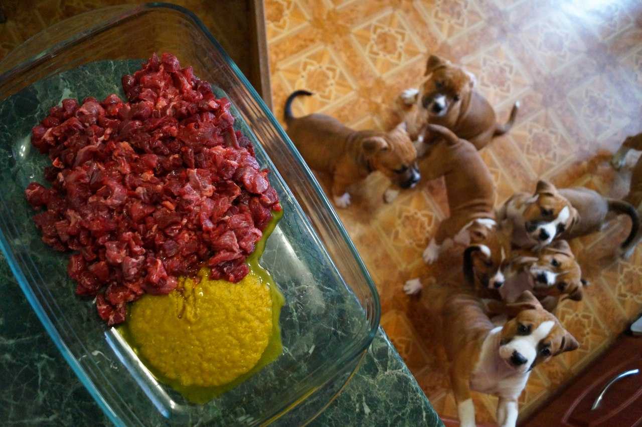 Как вкусно готовить натуралку для собаки?