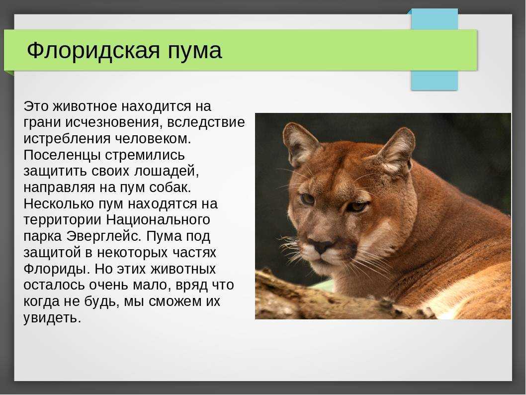 Среда обитания, особенности внешности и поведения оцелота