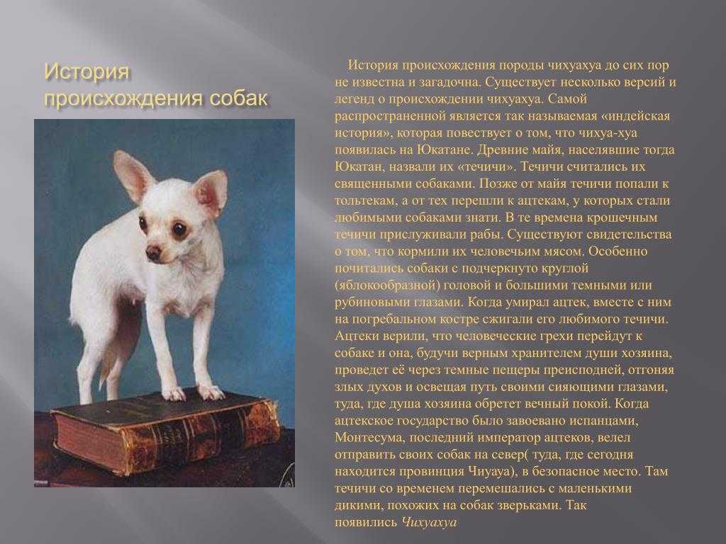 Чихуахуа: характеристика породы