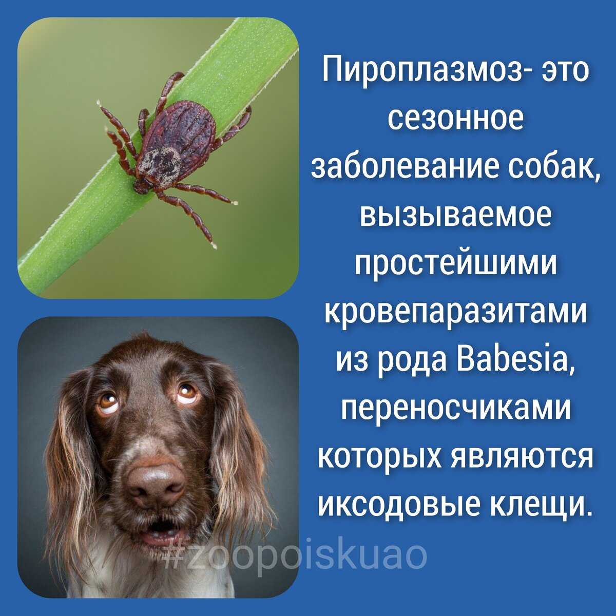 Симптоматика укуса клещей у собаки и способы лечения у ветеринара