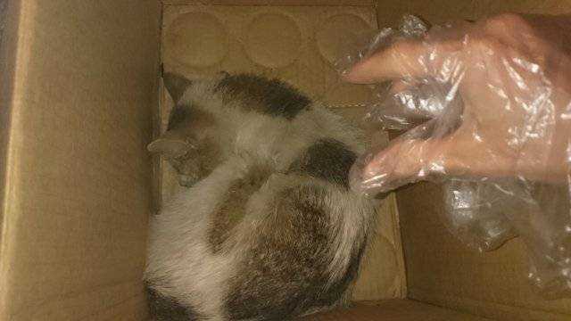 Что делать если кот съел отравленную мышь