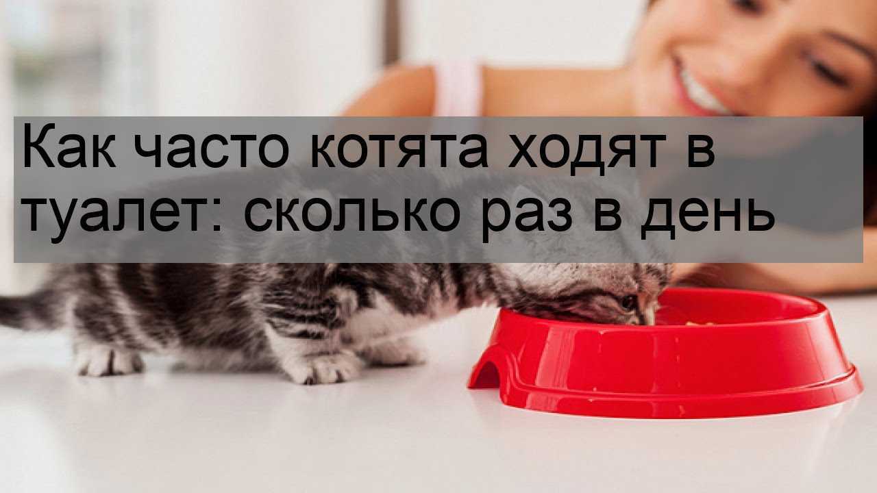 Как приучить котенка ходить в лоток: гарантированный результат за короткое время
