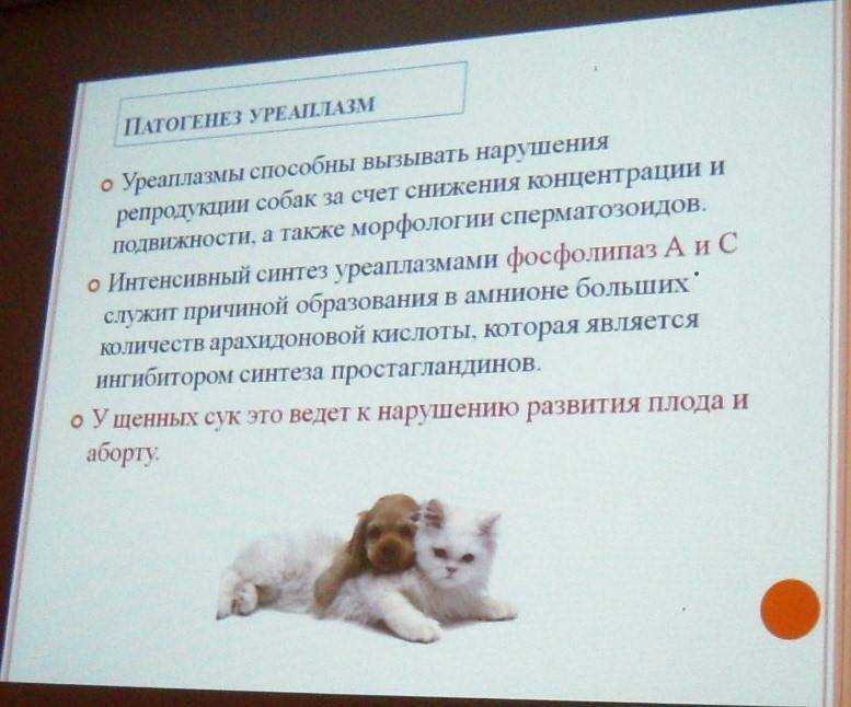 Хламидиоз у собак: симптомы, лечение и профилактика