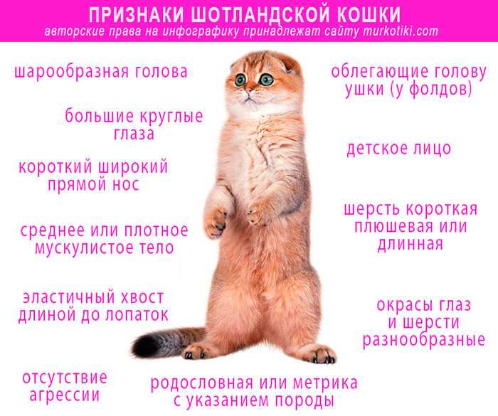 Египетская мау