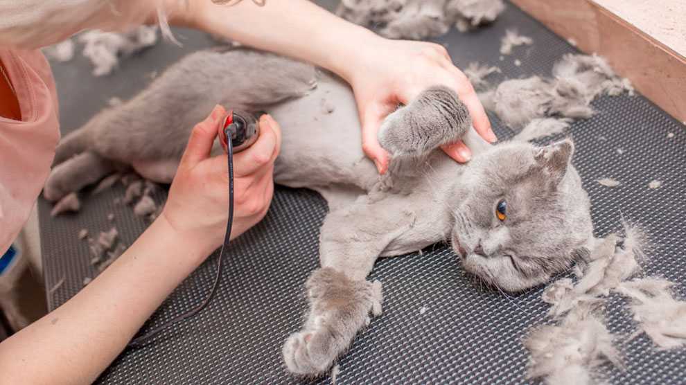 Как подстричь кота: стрижка шерсти кошки в домашних условиях