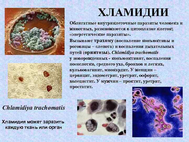 Хламидиоз у кошек