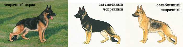 Окрас немецкой овчарки: фото и описание, стандартные и нестандартные цвета шерсти | ribalkarelia.ru