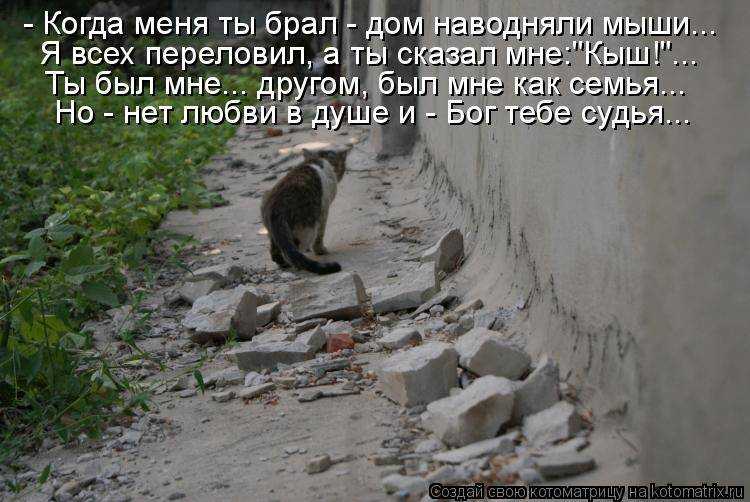 Как правильно искать пропавшую кошку