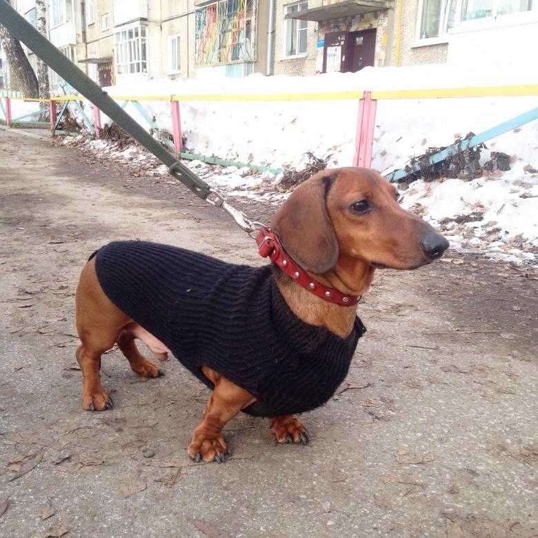 Как назвать щенка таксы девочку?
