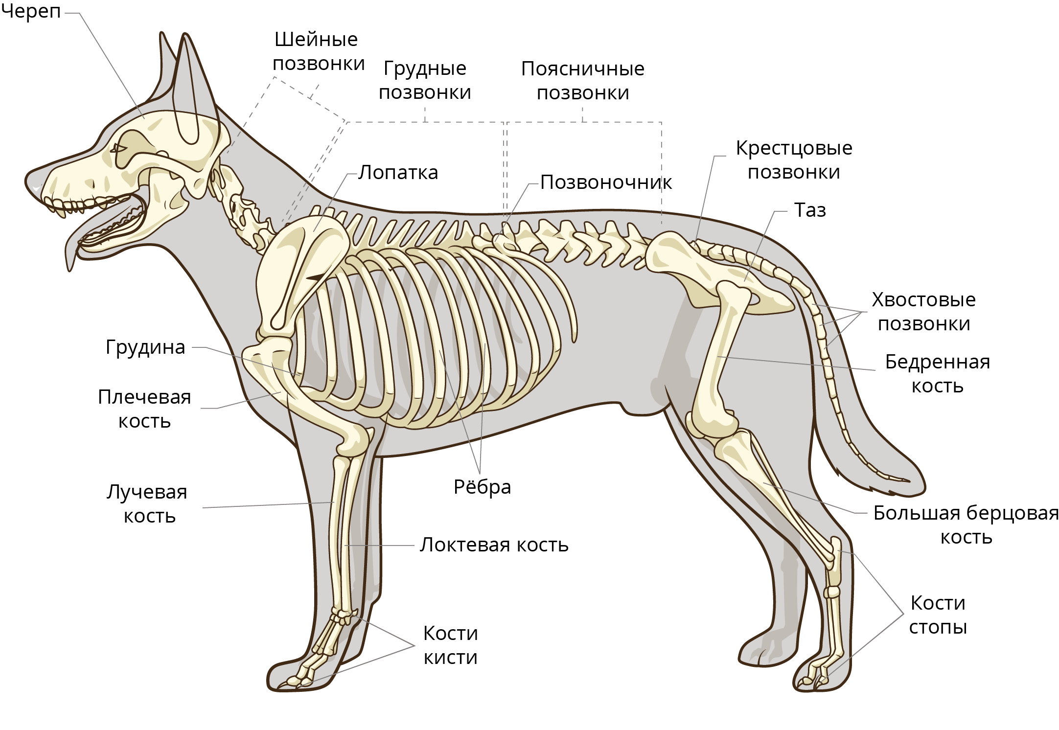 Assauwehof - ветеринарный справочник для владельцев собак