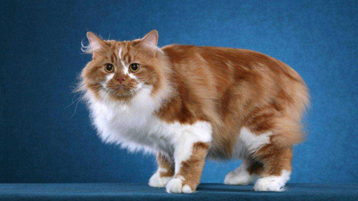 Кошки » породы » кимрик