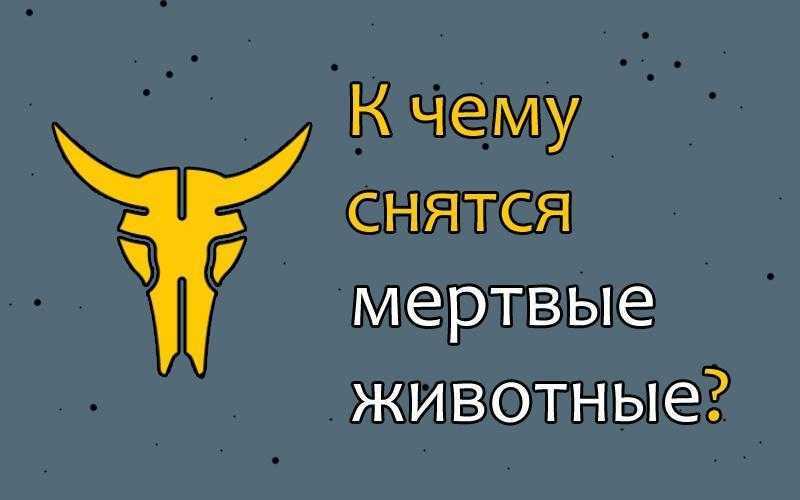 К чему снится мертвая кошка: трактовка известными сонниками