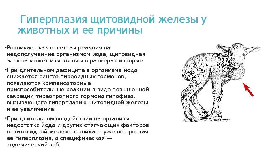 Гипертиреоз у собак - нарушение в работе щитовидной железы | ваши питомцы