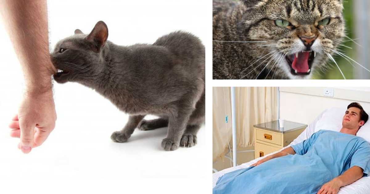 Укус кошки - опасно это или нет и первая помощь при укусе