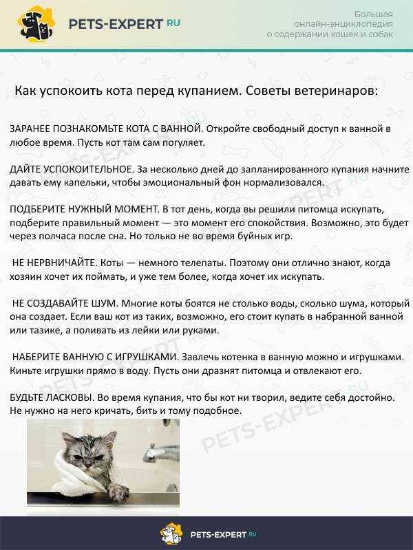 Поведение кошки, которая просит кота и способы, как её успокоить в домашних условиях