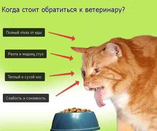 Кот не ест и не пьёт: тревожные симптомы, которые должны насторожить