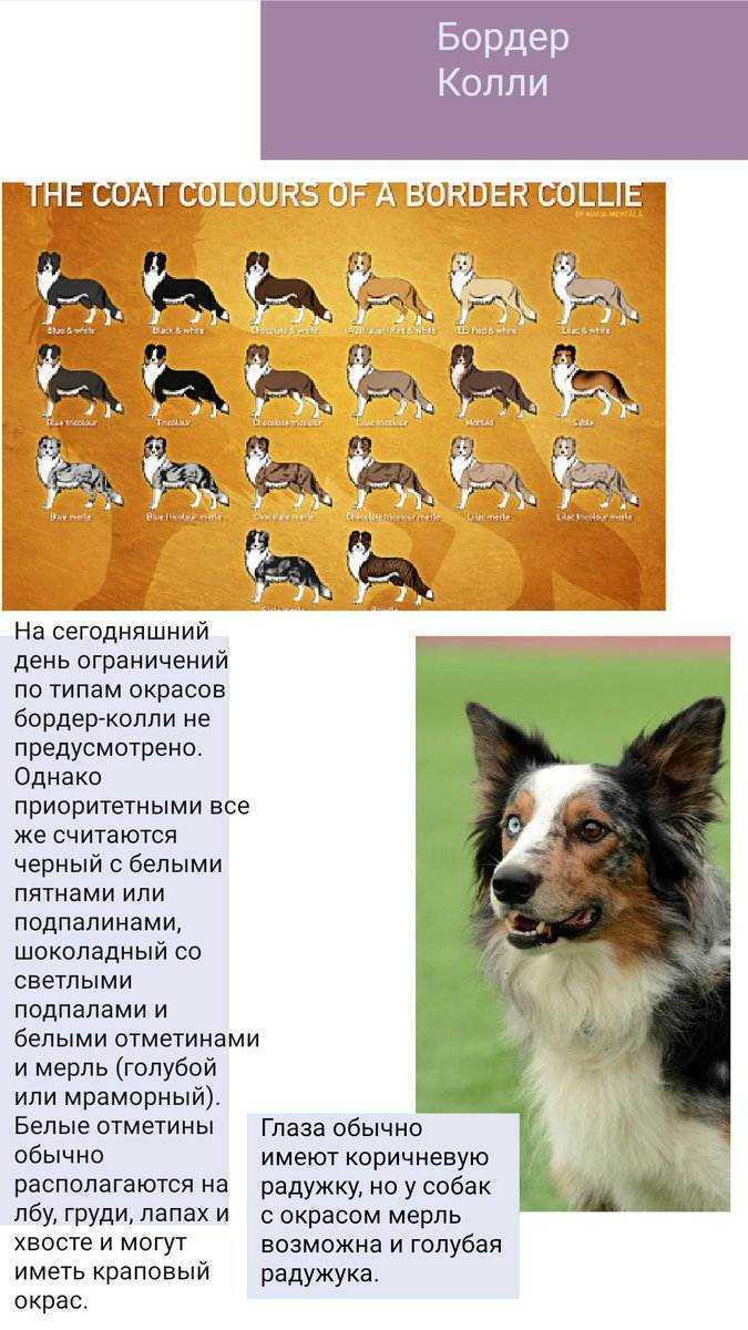 Собака колли: описание породы, характер и внешний вид - верные друзья