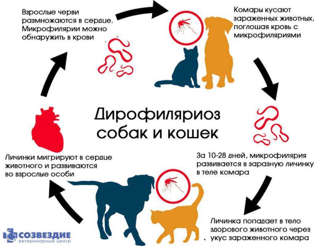 Глисты у собак
