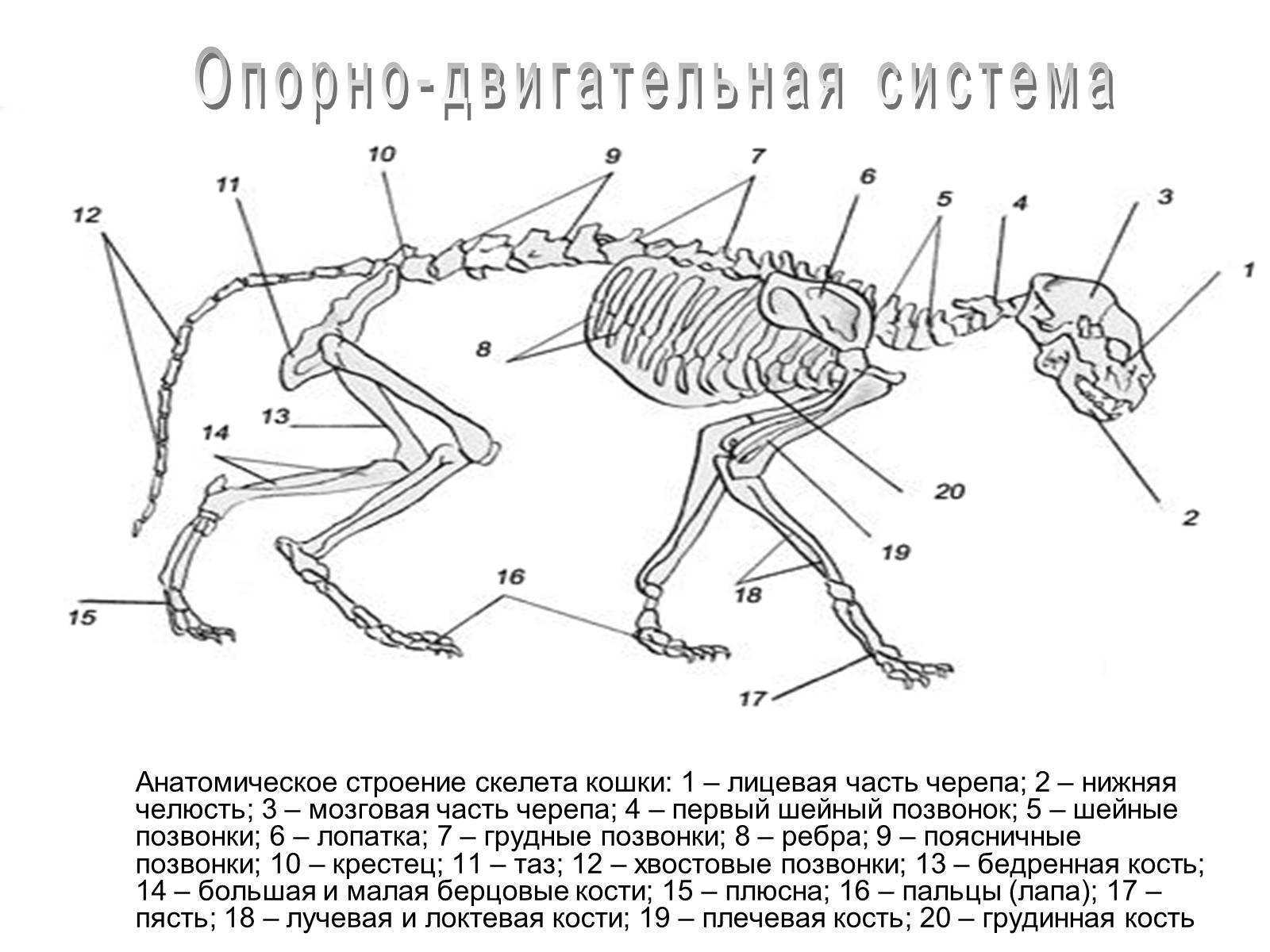 Краткий экскурс в мир кошачьей анатомии |