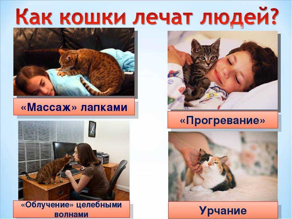 К чему могут привести объятия с котами