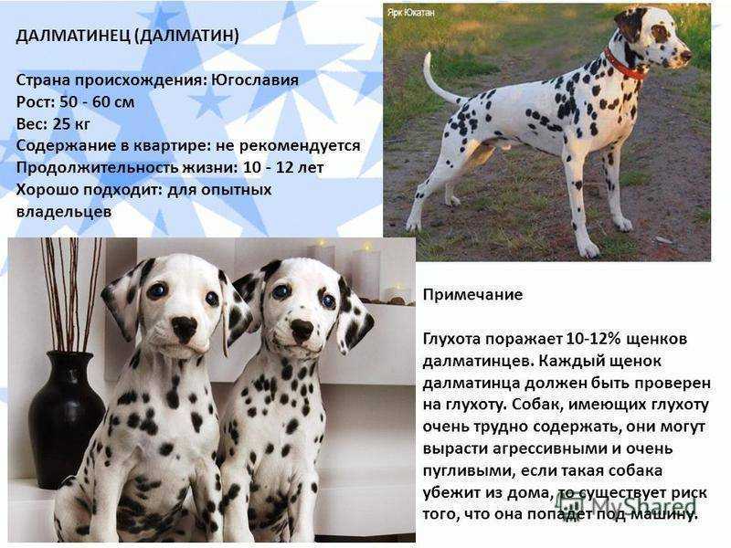 Всё о породе собак далматин