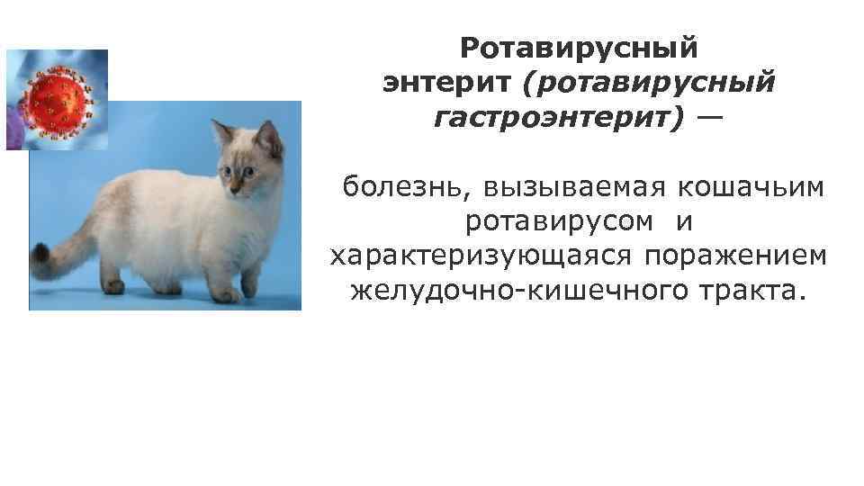 Коронавирусная инфекция у кошек