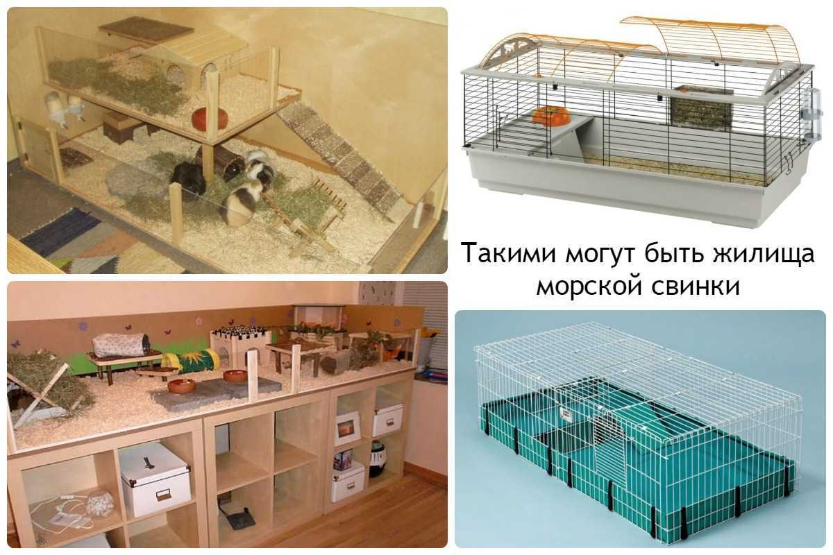 Морская свинка – пухленькая очаровашка. описание и фото морских свинок