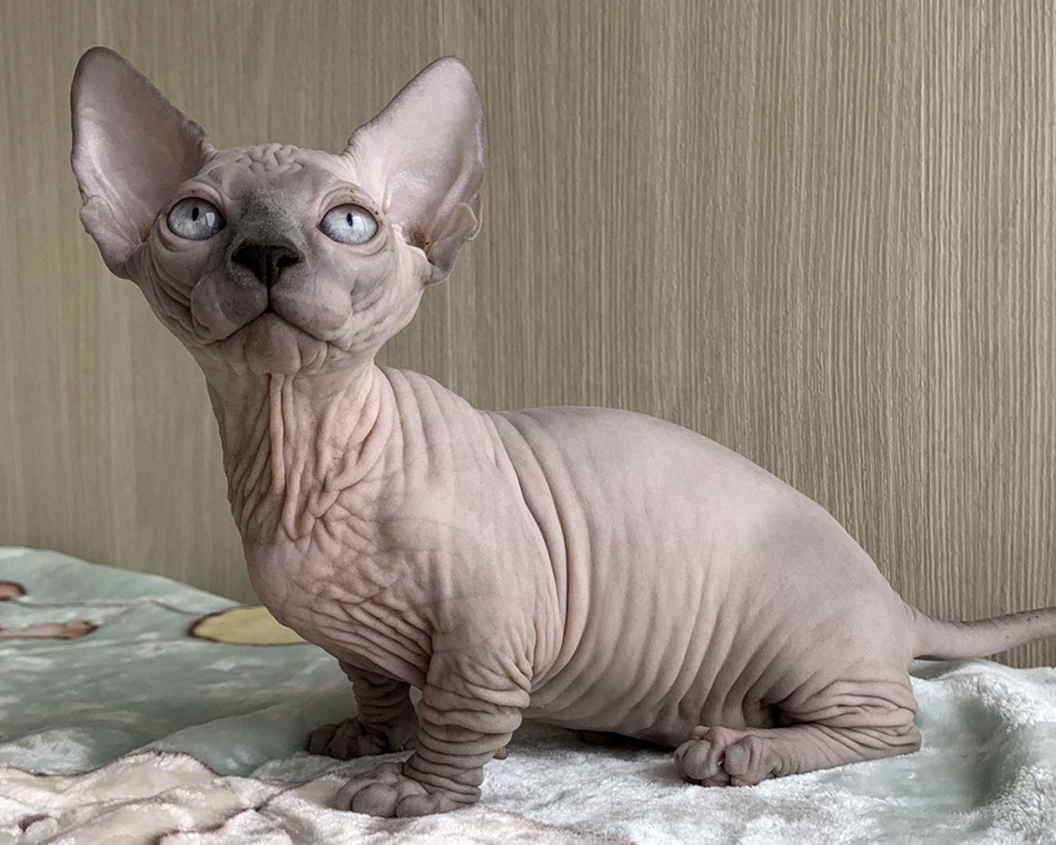 Кошка бамбино (bambino) характер кошки | энциклопедия домашних животных