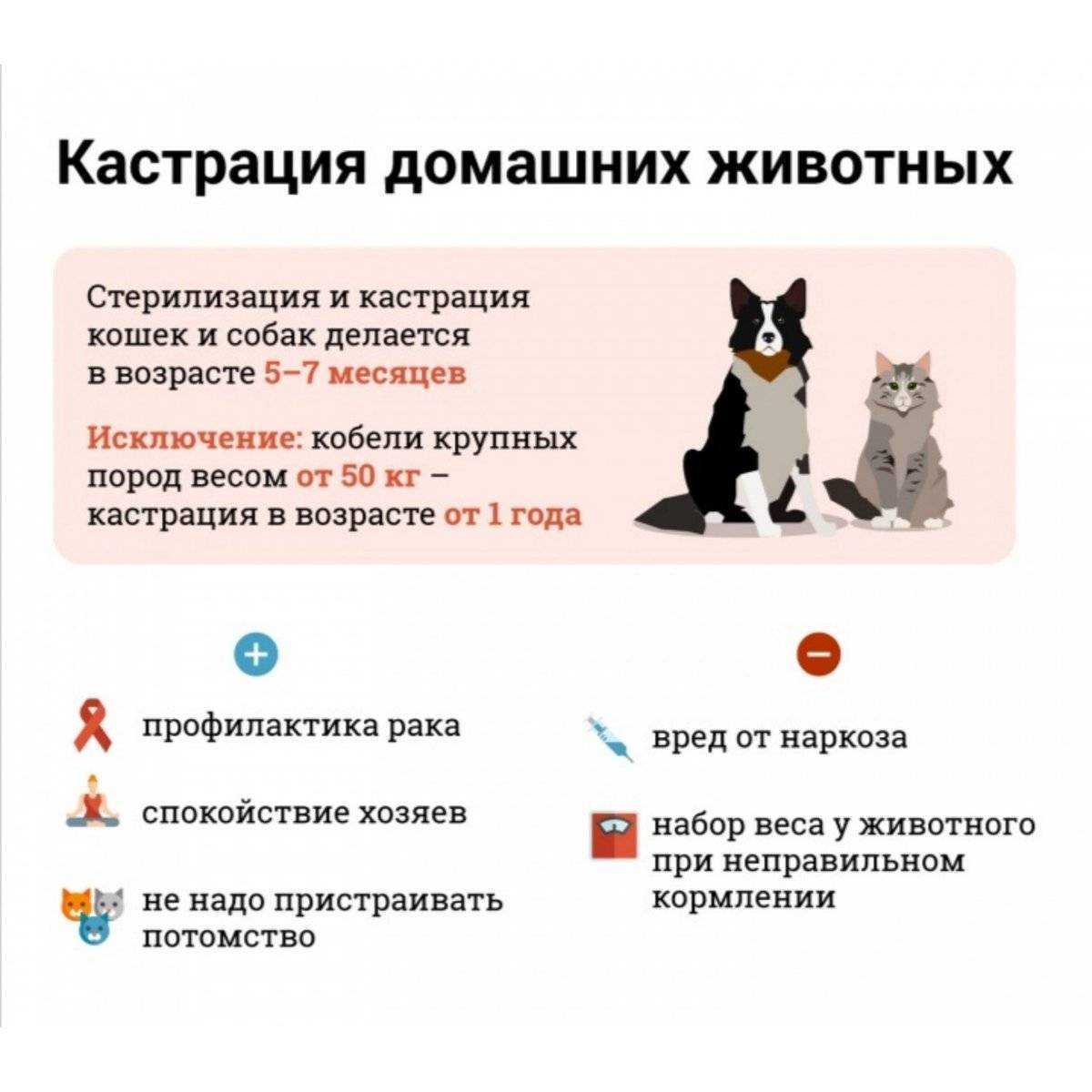 Как долго коты отходят от наркоза после кастрации: что делать, какие меры принимать что бы помочь питомца
