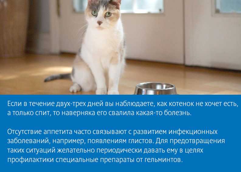 Что делать, если кошка стала плохо есть корм — сухой или влажный