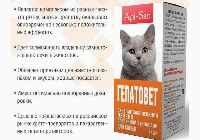 Кошки и водка