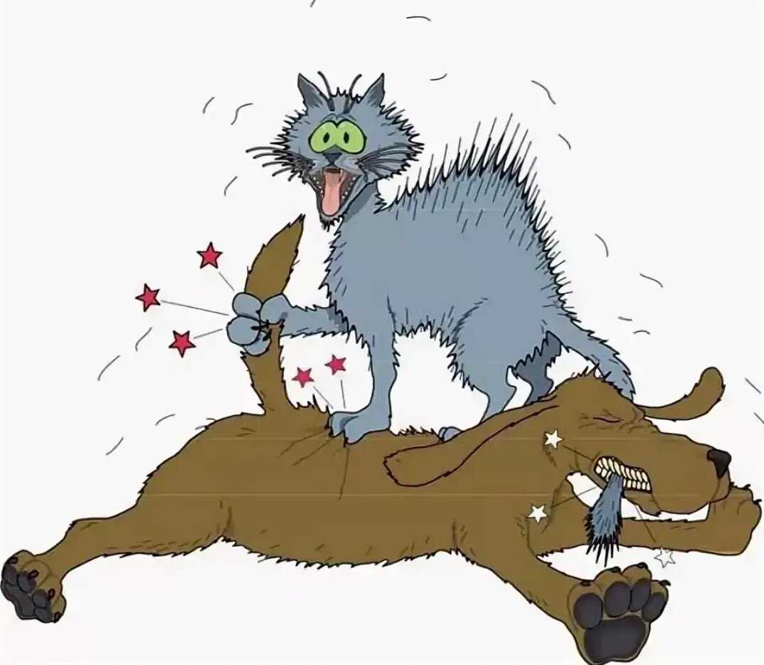 Как успокоить кошку: эффективные методы, что делать нельзя