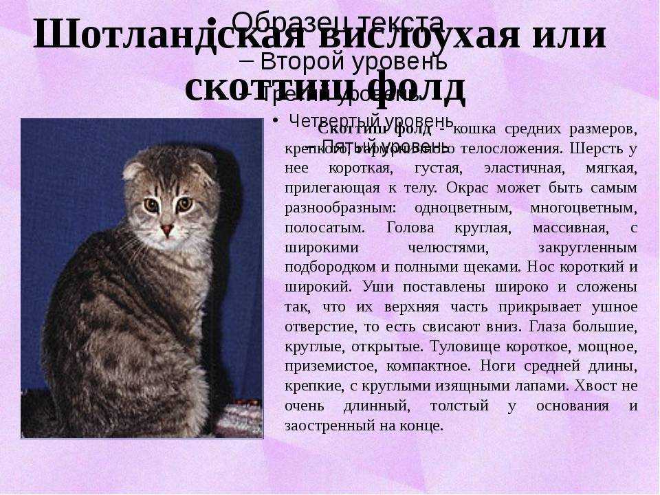 Шотландские вислоухие котята: история появления породы и особенности питания + чем кормить и как купать