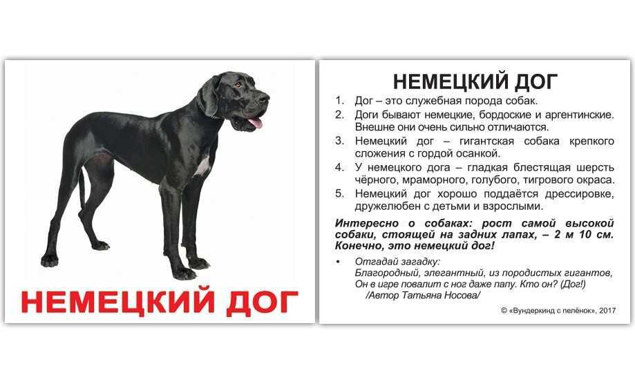 Немецкий дог: фото, описание, характер, содержание, отзывы