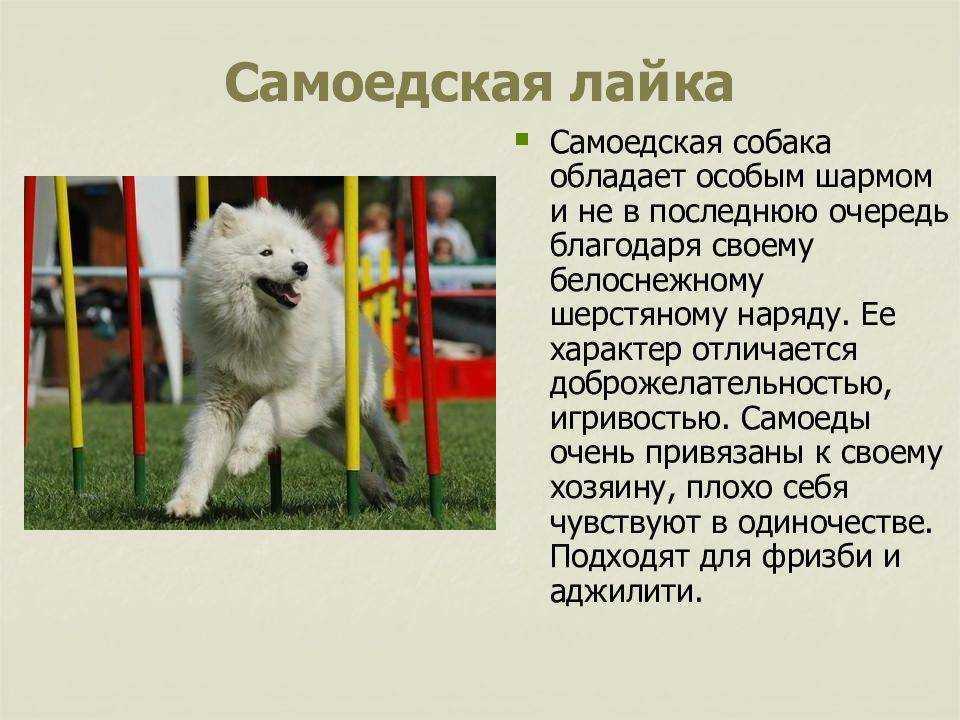 Лайка самоед