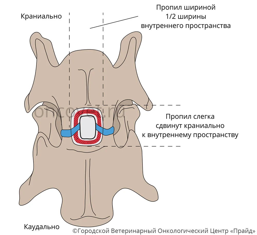 Плексит у собак