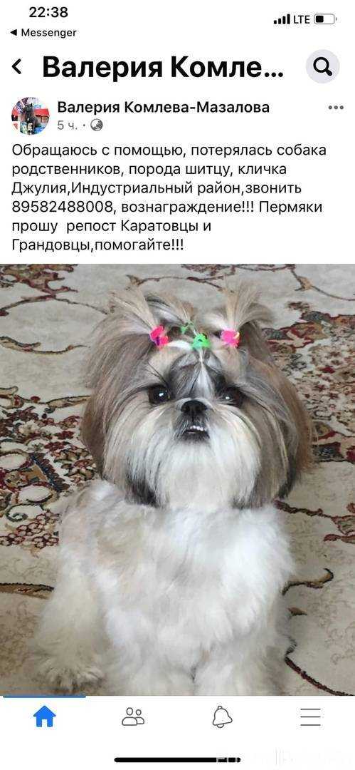 Ши-тцу 🐕: описание породы, характер, содержание и уход, фото собаки 