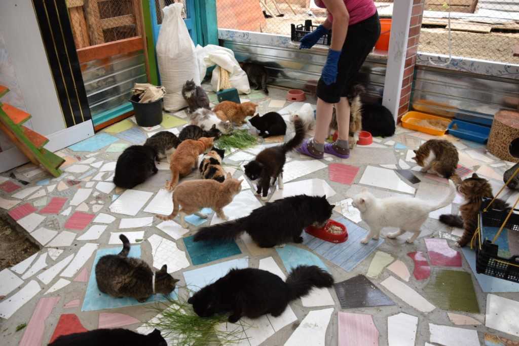 Куда можно пристроить кошку в добрые руки: отдаем котят в специальный приют