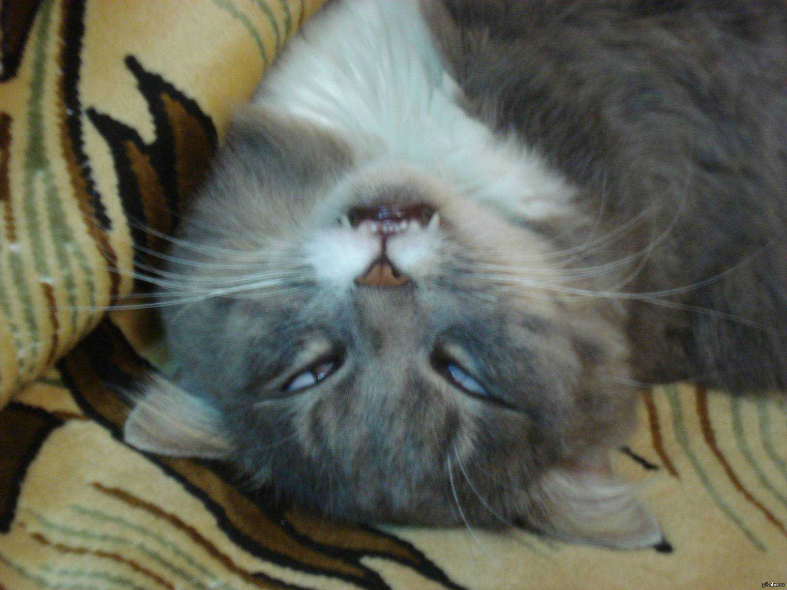 Почему кошки и коты во сне храпят: нормально ли это