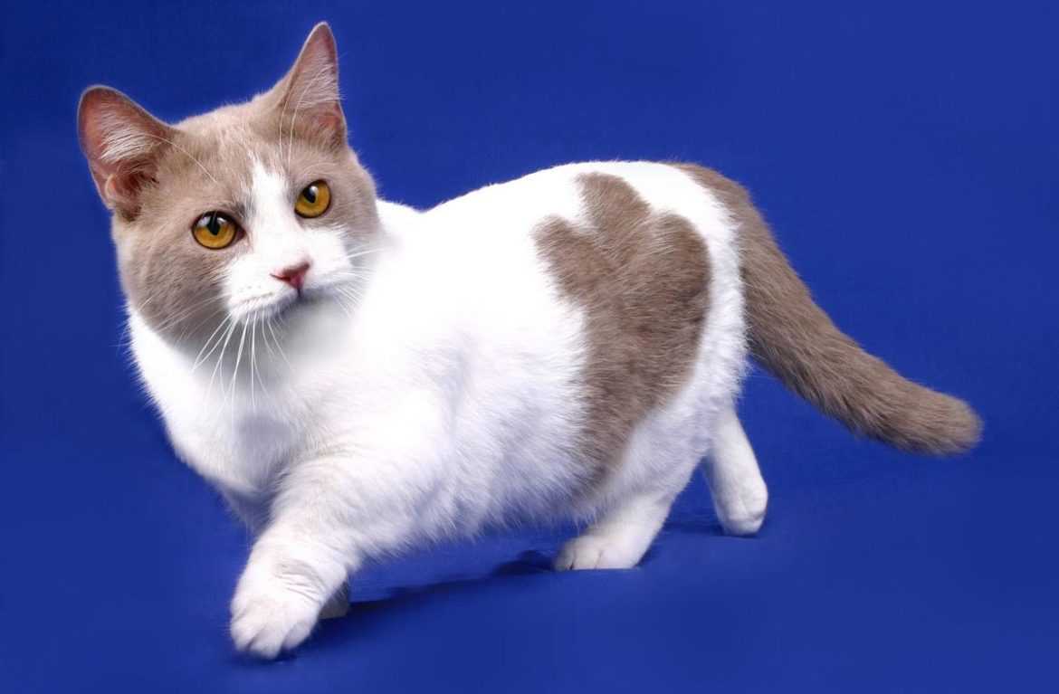 Самые маленькие породы кошек которые почти не растут на протяжении жизни - досуг - животные на joinfo.com