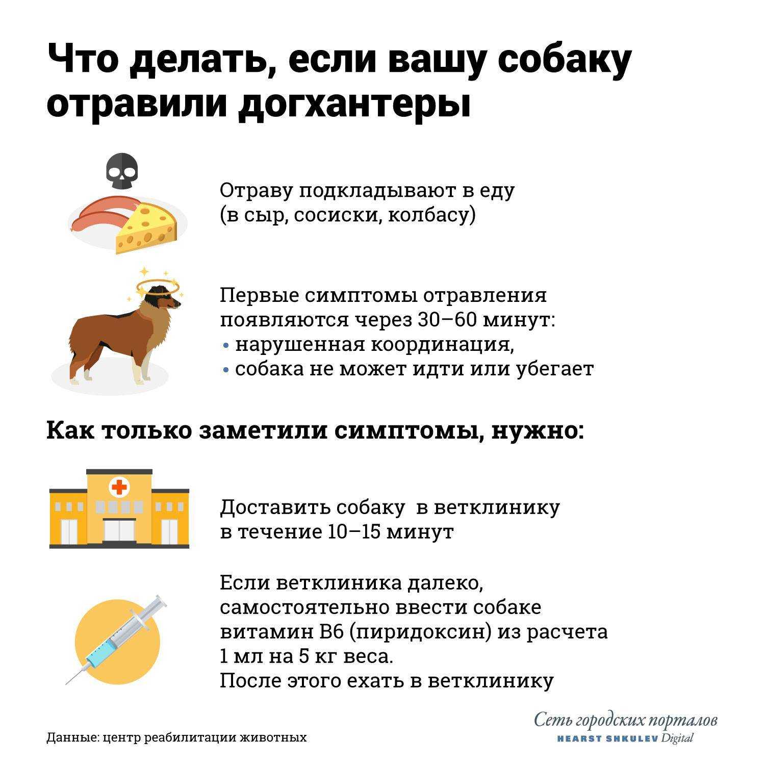 Отравление у собаки - первая помощь. ветеринарная клиника "зоостатус"