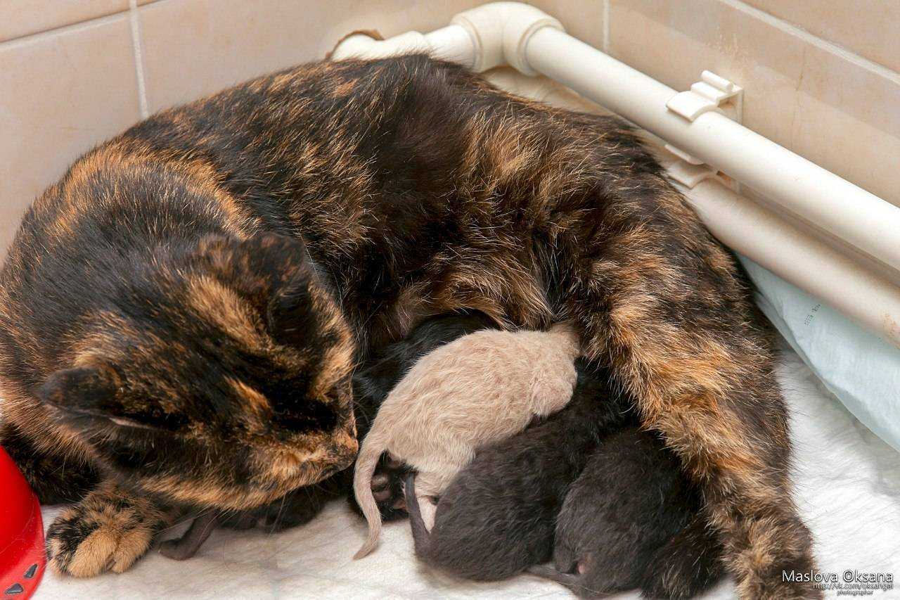 🐱беременность кошки: признаки, как определить и сколько кошки вынашивают котят? — pet guide🐾