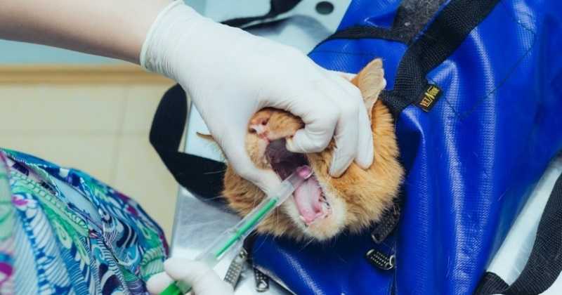 Как давать таблетку кошке. 5 способов которые помогут - love cats