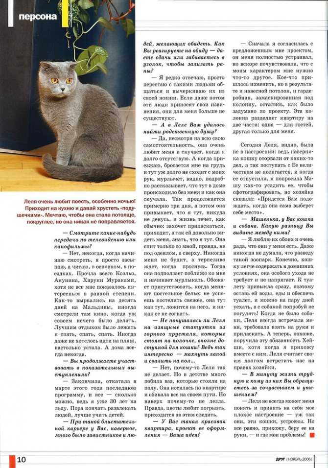 Какая память у котов?